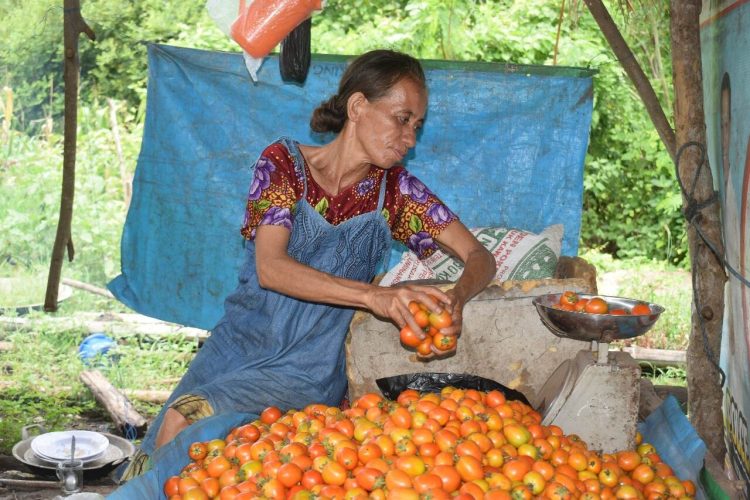 Kisah Petani Lembata: Hadapi Perubahan Iklim dengan Sayur Organik
